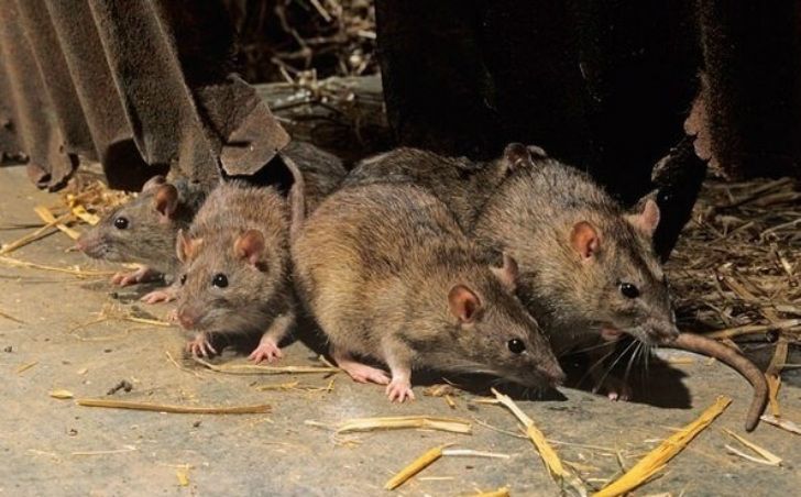 Крысы в подвале многоквартирного дома: как избавиться